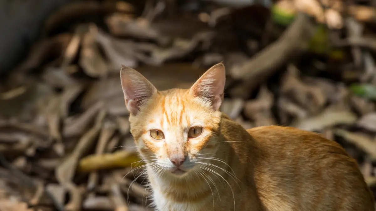 Cara Mengusir Kucing Liar (Freepik)