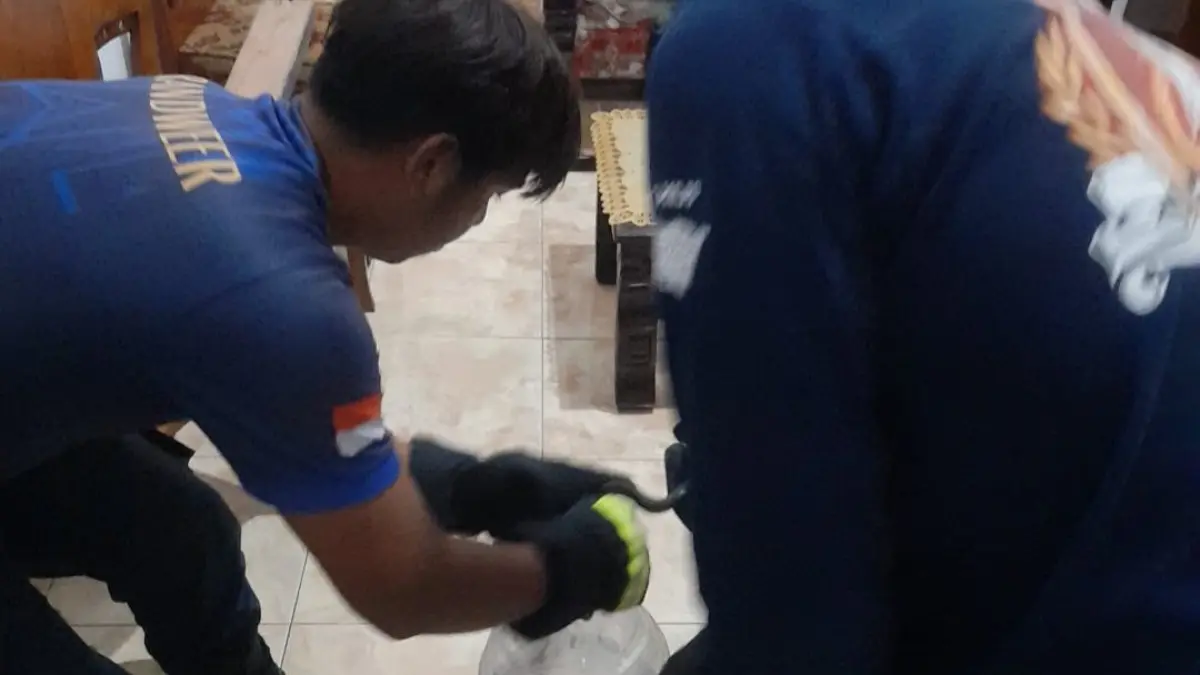 Petugas Damkar evakuasi ular berbisa di rumah warga Kecamatan Kras