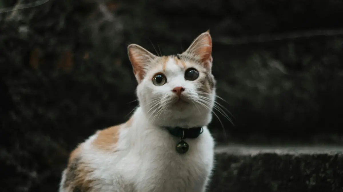Cara Mencegah Kucing Buang Air Sembarangan (UNSPLASH/@sytsafa)