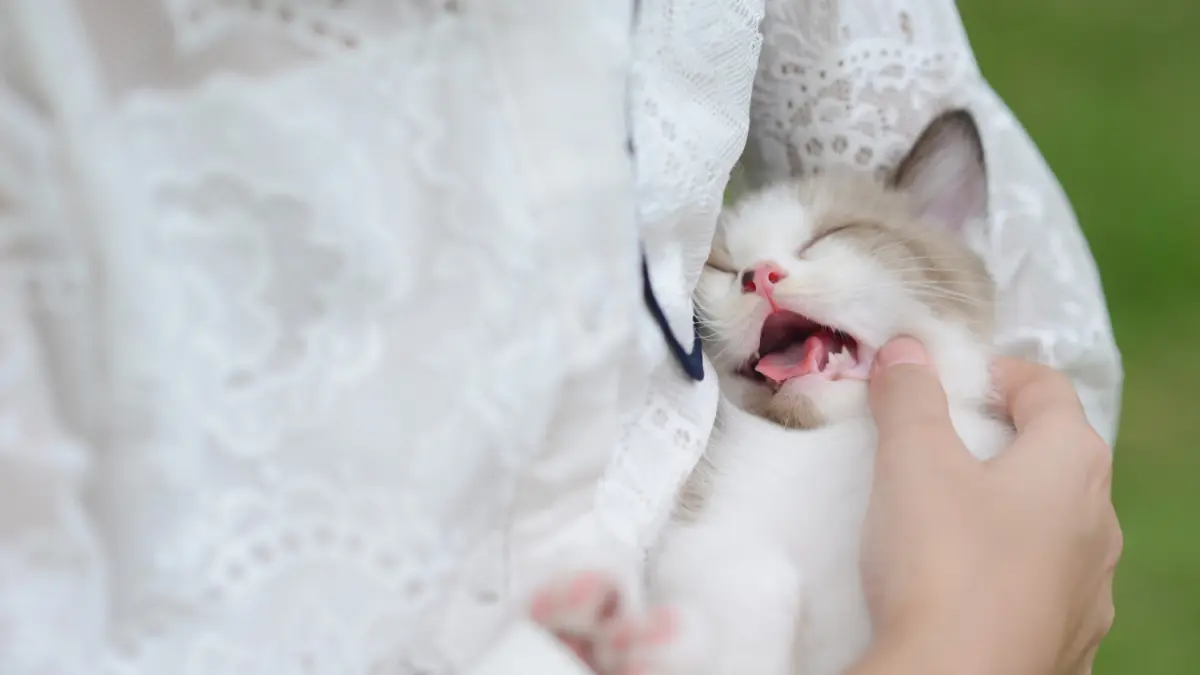 Cara Merawat Bayi Kucing tanpa Induk (magnific @jcomp)