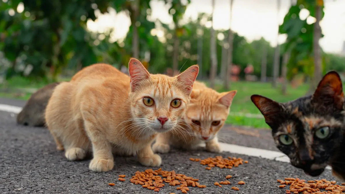  Makanan yang Tidak Boleh Diberikan pada Kucing (UNSPLASH@maxbvp)