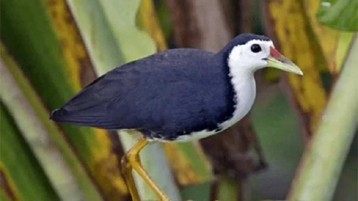 Burung Sribombok Antara Pembawa Rezeki Pertanda Maut Dan Simbol 