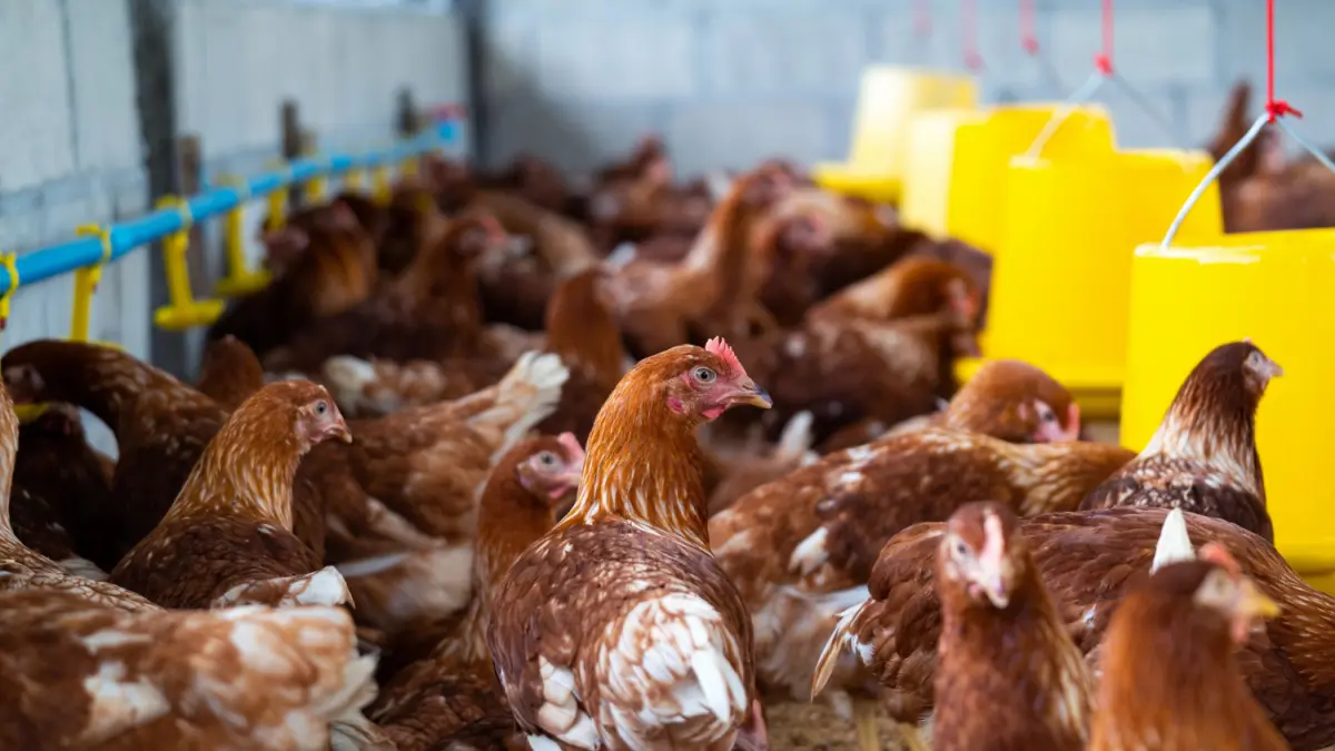 Pakan Ayam Rumahan (magnific @tawatchai07)