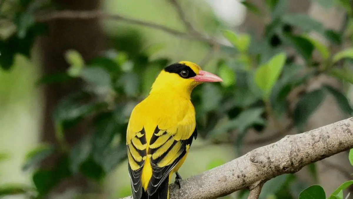 Pesona Burung Kepodang (Pinterest @Agus Sriyana)