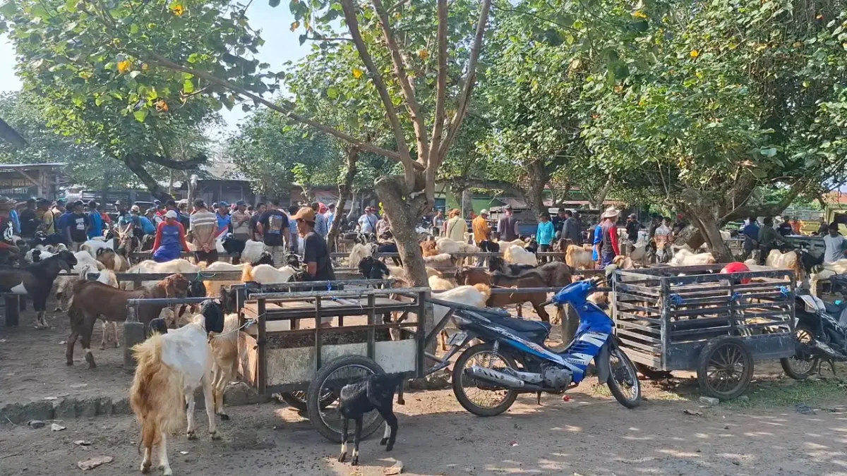 Pasar Hewan Muning ramai pedagang  kambing jelang pelaksanaan Idul Adha. (Hilda/JPRK)