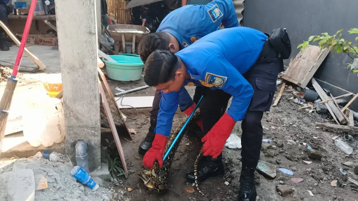 Petugas lakukan evakuasi ular piton 1,2 meter di Desa Tugurejo Ngasem
