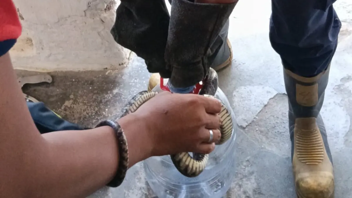 Ular Jali dievakuasi petugas Damkar di Desa Ringinrejo