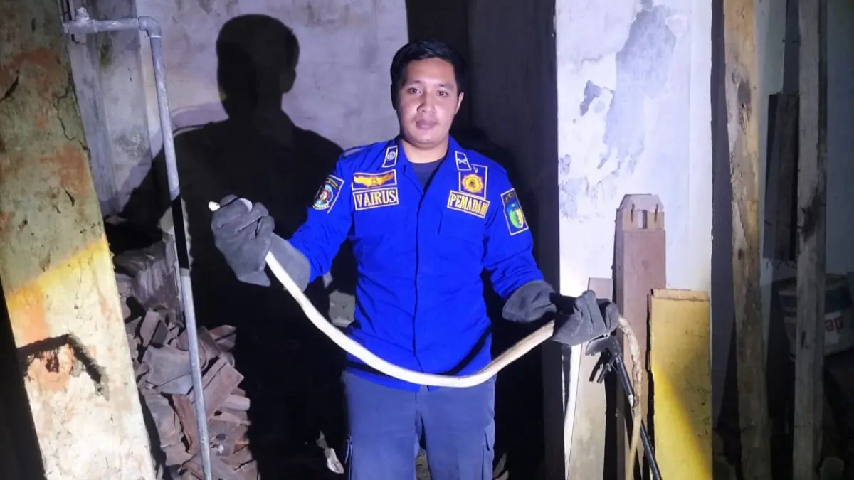SEMBUNYI DI TUMPUKAN GENTENG: Petugas Damkar Kabupaten Kediri mengevakuasi ular kayu dari rumah warga di Desa Ngadiluwih, Kecamatan Ngadiluwih, Jumat (8/5) malam.