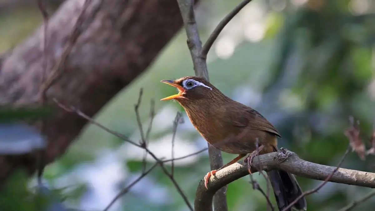 Burung Wambi (Masterburung.com)