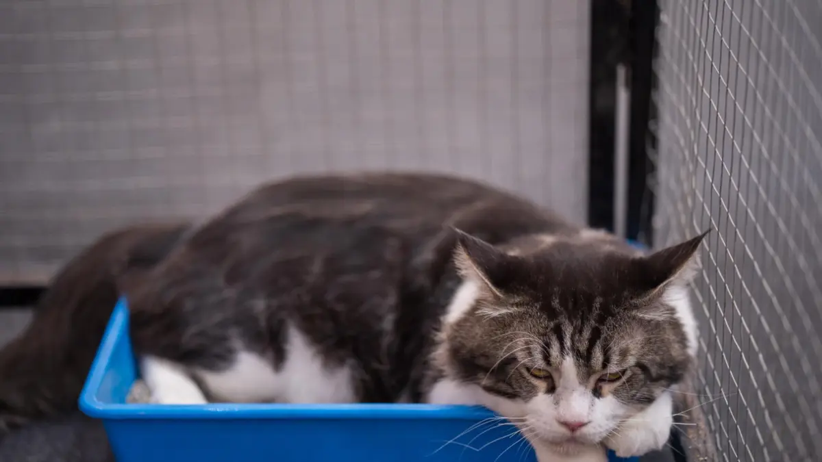 Cara Agar Kucing Tidak Pup dan Kencing Sembarangan di Rumah (Freepik)