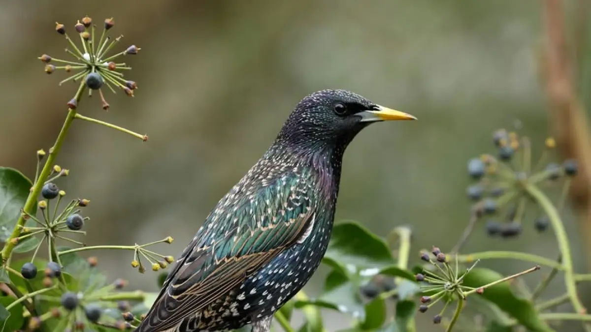 Burung Jalak Eropa (Sturnus Vulgaris) (Pinterest @Flickr)