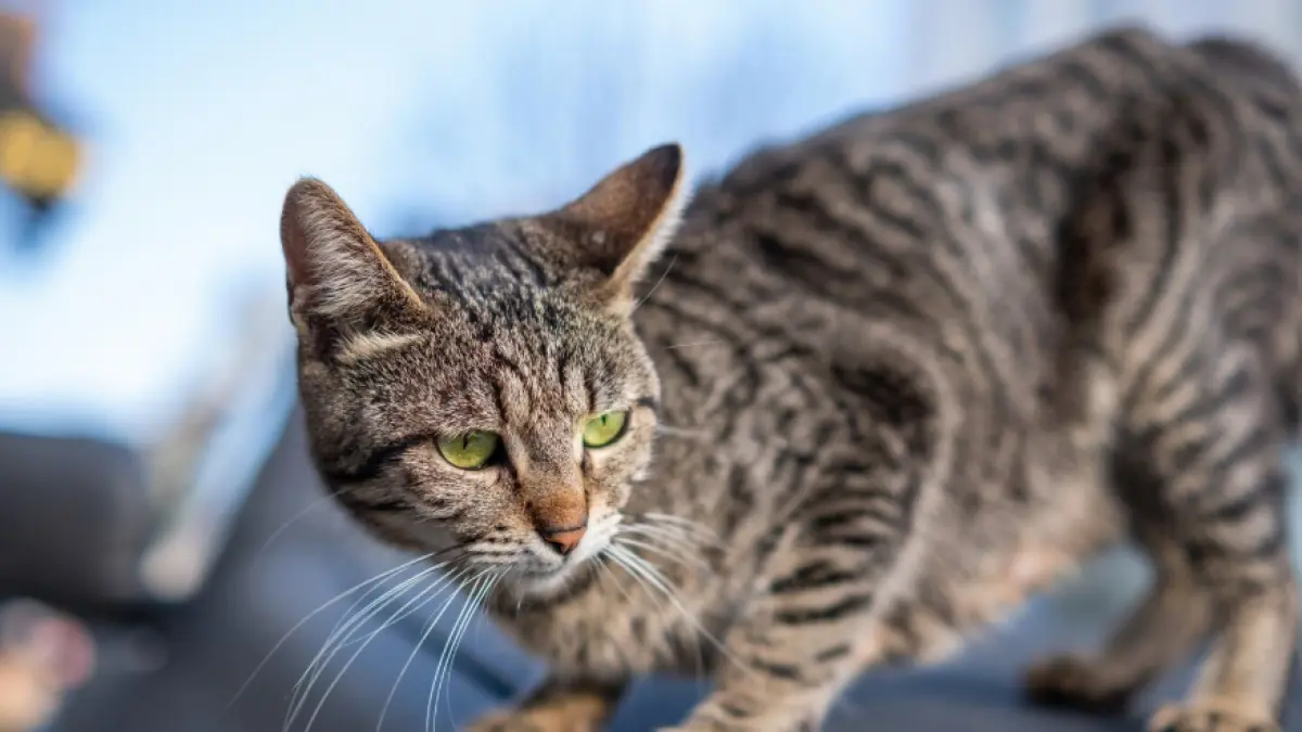 Kucing Jantan