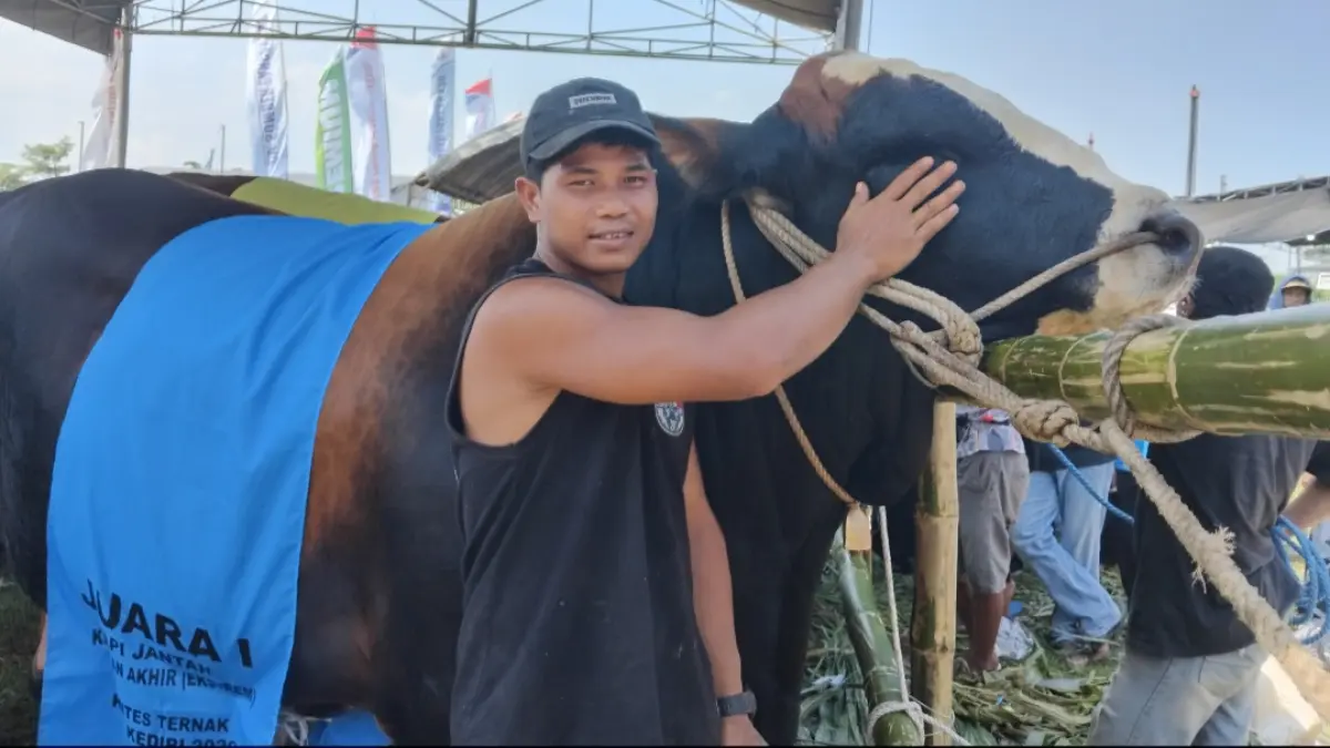 RAKSASA: Yuda berada di dekat sapi jenis simental pegon piaraanya yang dia beri nama Raden Armogo, yang memenangkan Kontes Ternak Kabupaten Kediri 2026.
