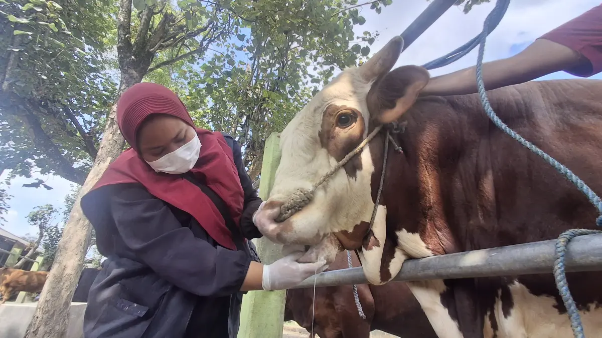 Dokter hewan sedang melakukan pemeriksaan sapi di Pasar Hewan Ngadiluwih. (Foto: Asad MS)