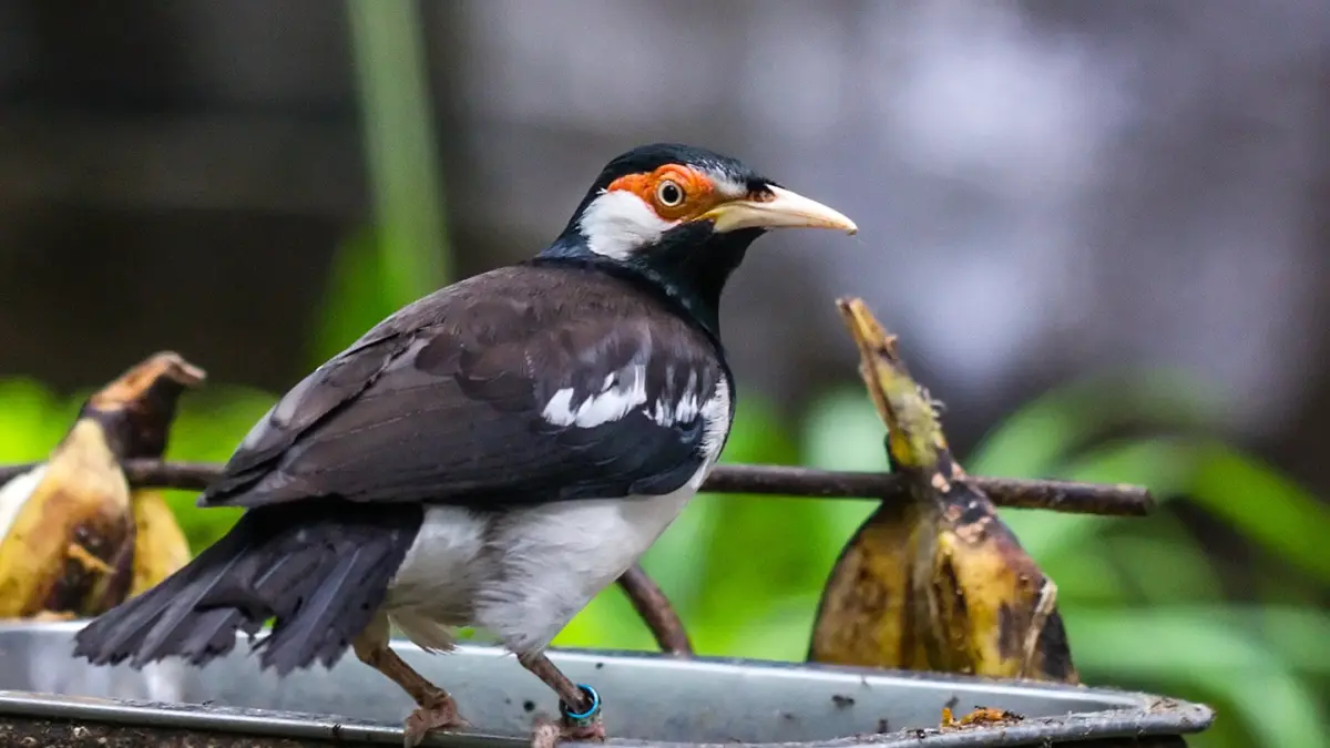 Burung Jalak Suren (Wikipedia)