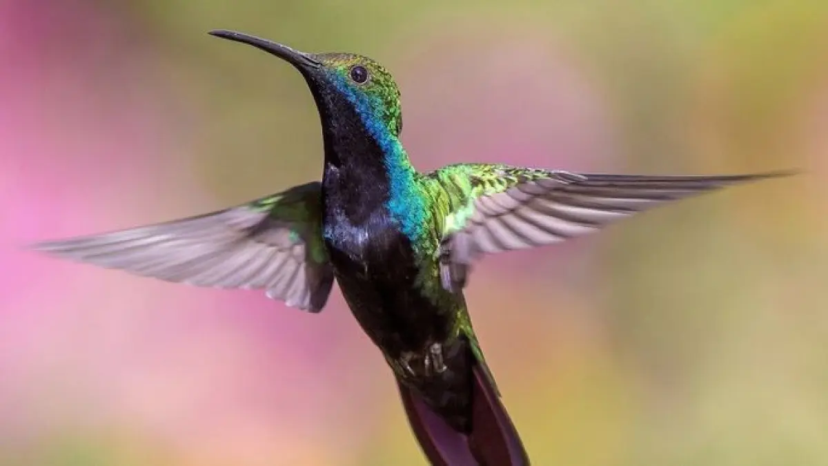 Burung Kolibri (Pinterest)