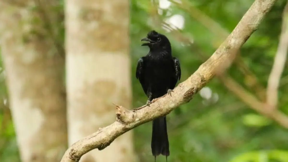 Burung Srigunting (Pinterest @shuchishreshtha)