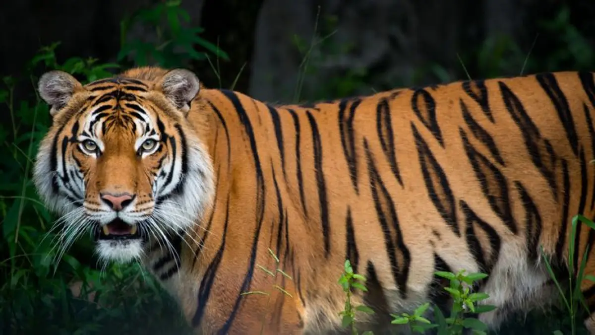 Harimau Malaya (Pinterest : Whitney)