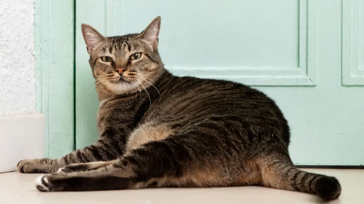 Kucing Gemuk dan Sehat (magnific)