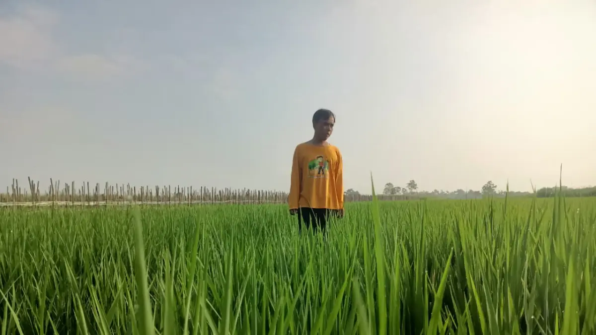 Arif Budi Setiawan, petani di Kecamatan Plemahan, Kabupaten Kediri tengah memeriksa tanaman padinya yang masih berusia dua bulan, Senin (11/5/2026). Foto: Anwar Bahar Basalamah/JPRK