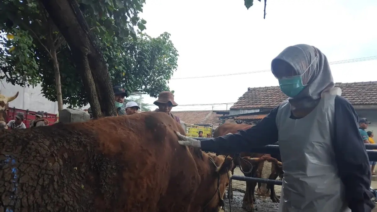 Pelaksana Tugas (Plt) Kepala DKPP Kabupaten Kediri Tutik Purwaningsih melakukan pemeriksaan hewan kurban di Pasar Tertek. (Diana Yunita Sari)