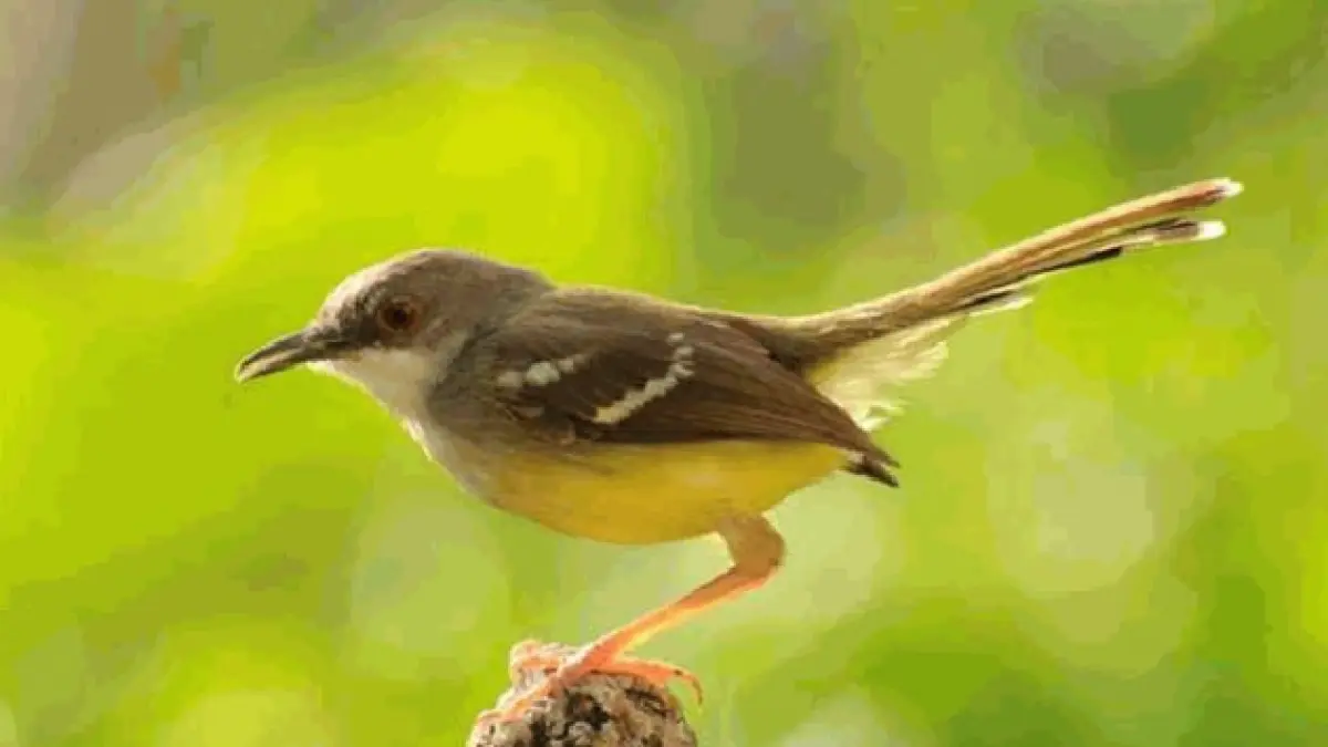 Burung Ciblek/Perenjak Jawa (agrotek.id)