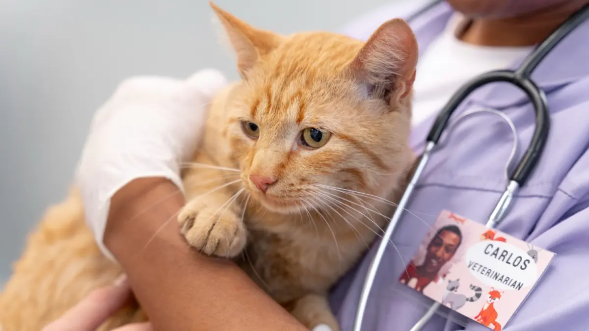 Ciri-Ciri Kucing sedang Sakit (magnific.com)