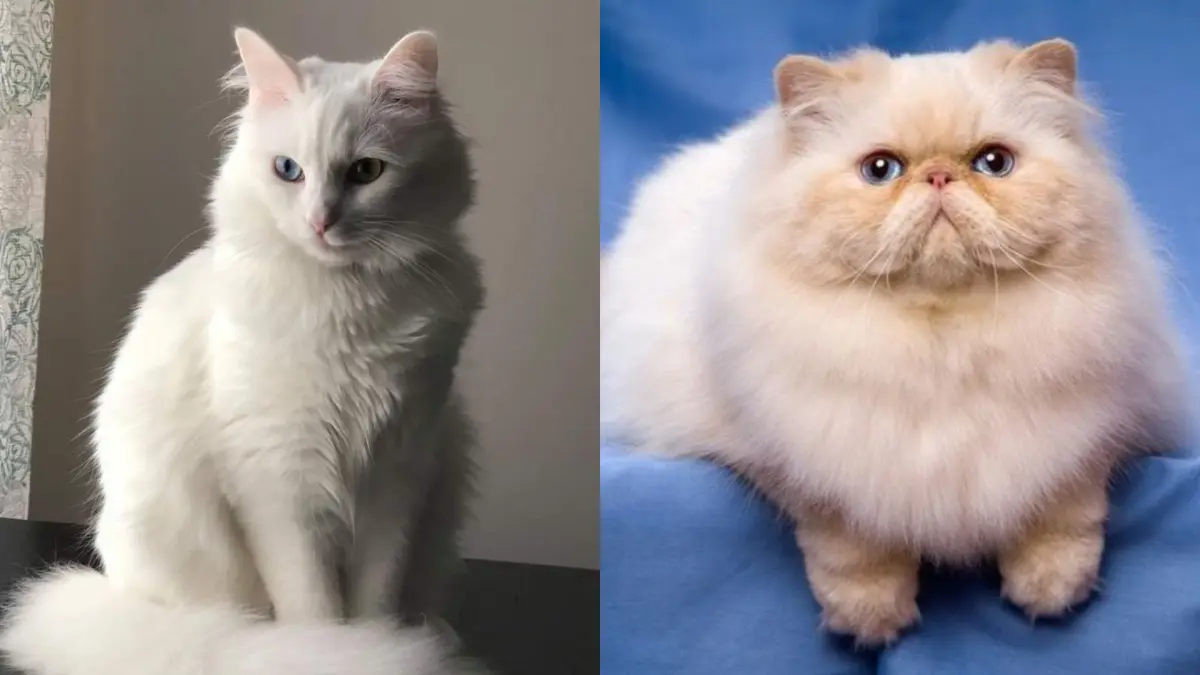 Kucing Anggora VS Kucing Persia (Pinterest)