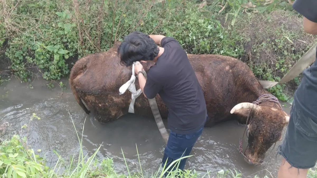 Petugas lakukan evakuasi sapi 4 kuintal yang tercebur ke parit di Desa Puhjarak Plemahan 