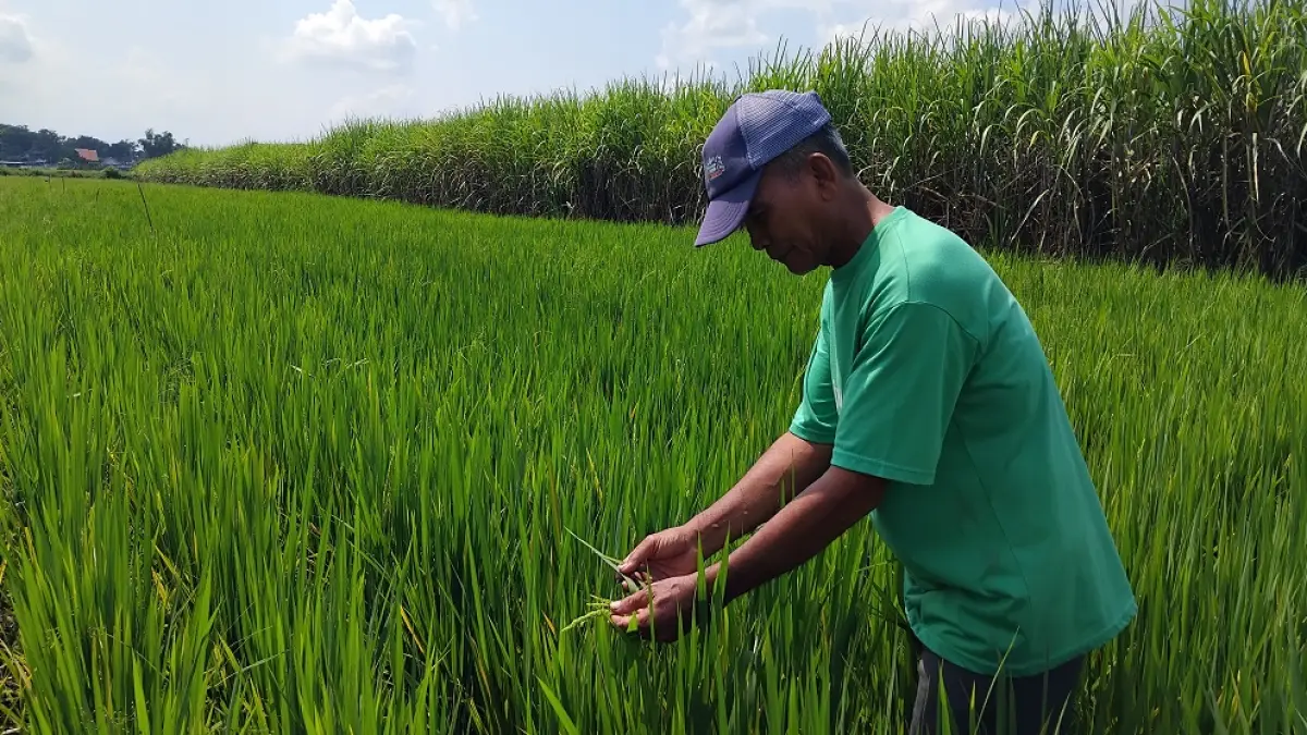 Salah satu petani di Desa Muneng, Purwoasri yang menerapkan pupuk organik. (Foto Diana Yunita Sari)
