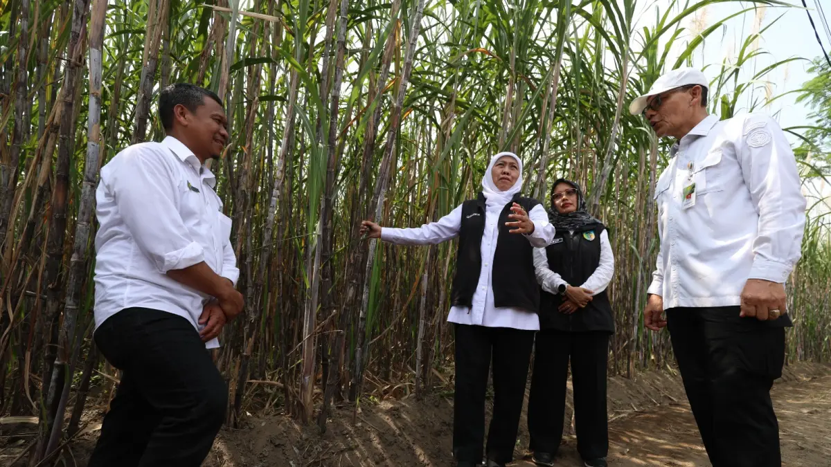 BIBIT UNGGUL : Gubernur Khofifah Indar Parawansa (kiri) dan Wabup Dewi Mariya Ulfa mengecek kondisi tanaman tebu di kebun tebu PG Ngadirejo di Desa Ngletih, kandat kemarin. 