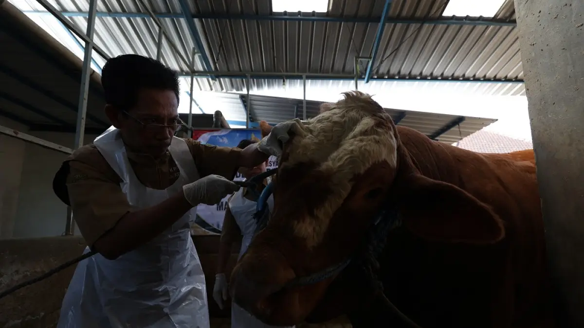 SEHAT: Petugas DKPP Kabupaten Kediri memeriksa kondisi sapi bantuan Presiden Prabowo yang hari ini akan dibawa ke Masjid Jami At-Taqwa di Desa Mojo, Kecamatan Mojo. (Foto: Wahyu Adji)