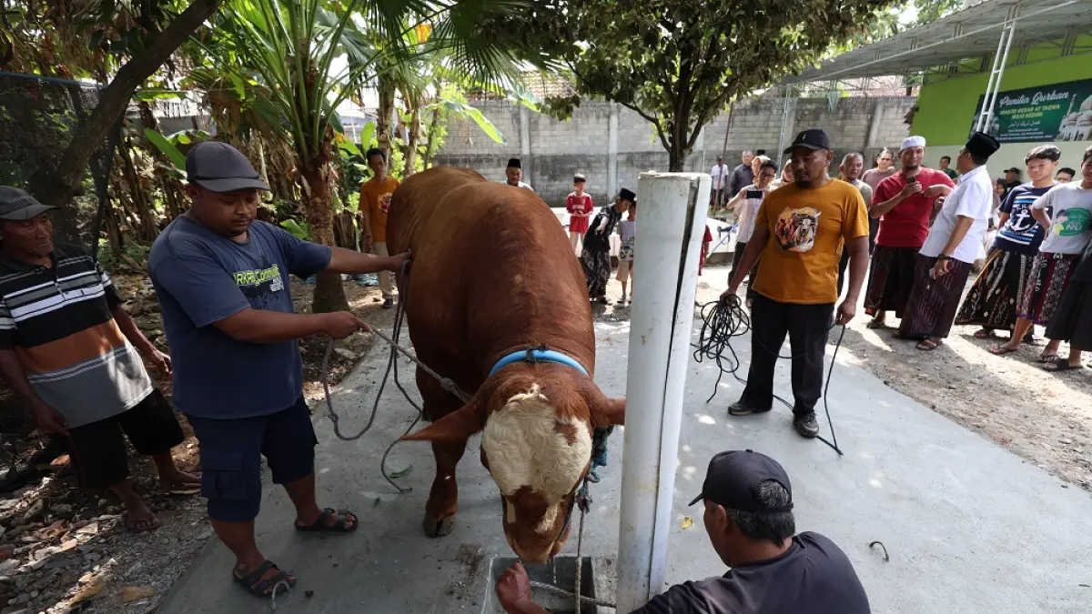 Petugas kurban Masjid At-Taqwa, Desa/Kecamatan Mojo bersiap menyembelih sapi kurban Presiden Prabowo. Dari hasil pemeriksaan post mortem, ditemukan cacing pada hati sapi tersebut. (Foto: Wahyu Adji)