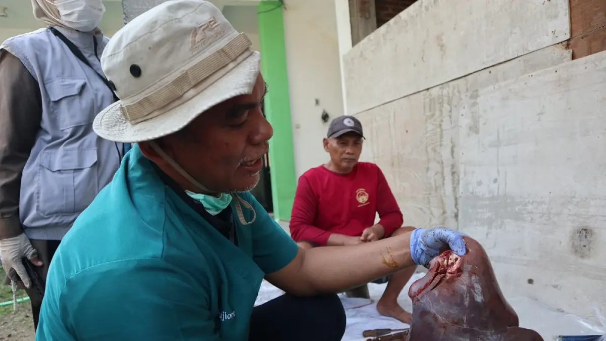 TERINFEKSI: Petugas DKPP Kota Kediri menunjukkan hati yang bekas terinfeksi cacing. DKPP minta masyarakat waspada mengonsumsi jeroan daging kurban. (Foto: Ayu Isma)