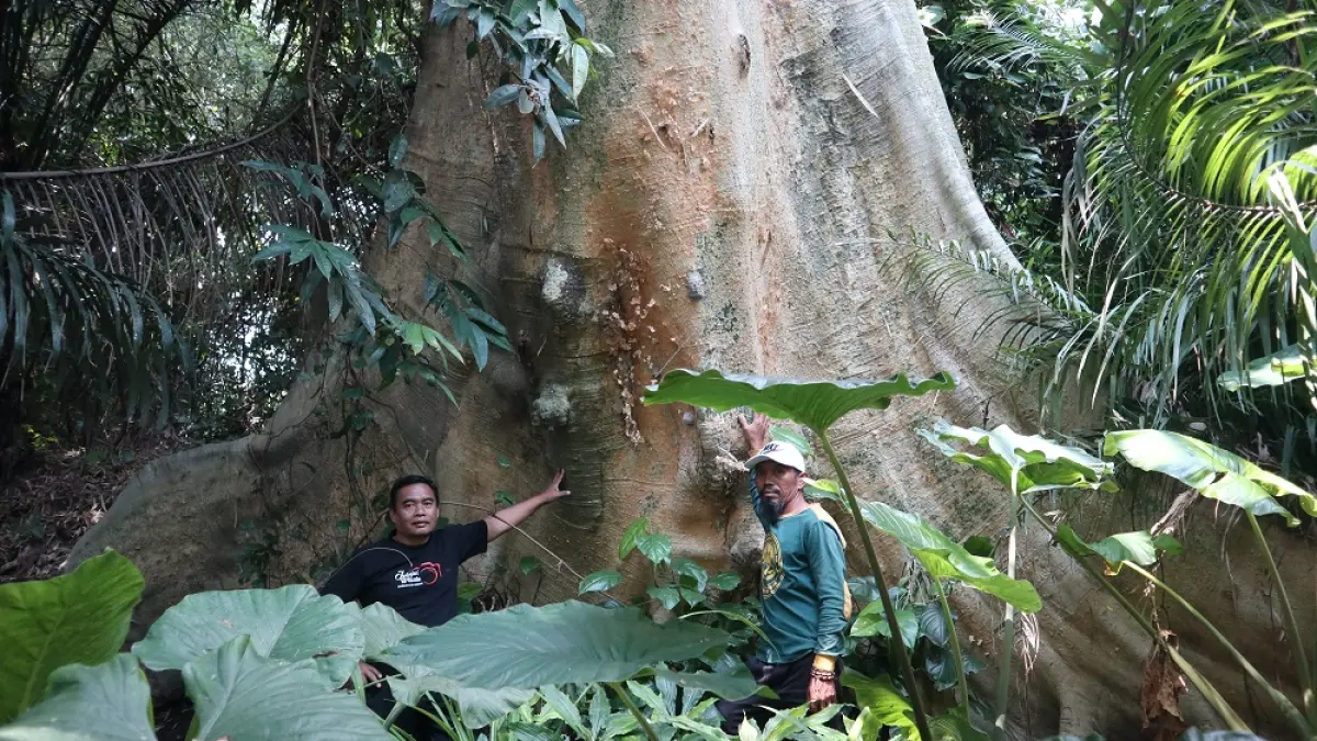 LESTARI: Hery Susanto (kaos hitam) dan Amar Widodo, menunjukkan pohon Leses purba dan raksasa yang masih lestari di Desa Tempurejo, Kecamatan Wates. (Foto: Ayu Isma)