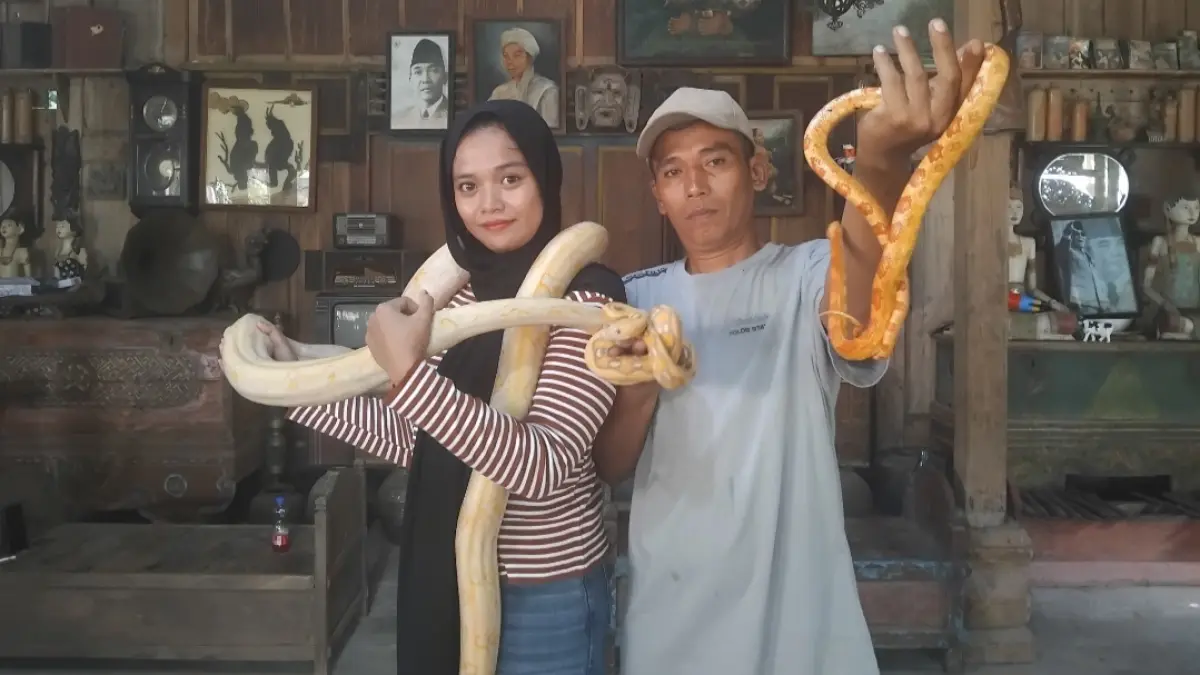 Nanang menunjukkan ular-ular pyton koleksinya (Diana Yunita/JPRK)