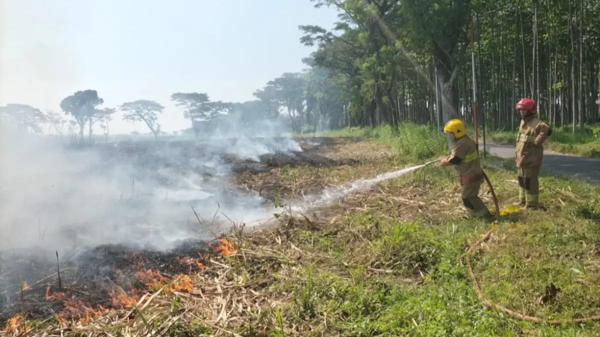 Petugas lakukan pemadaman lahan tebu di Kecamatan Ngancar, Minggu (7/6)