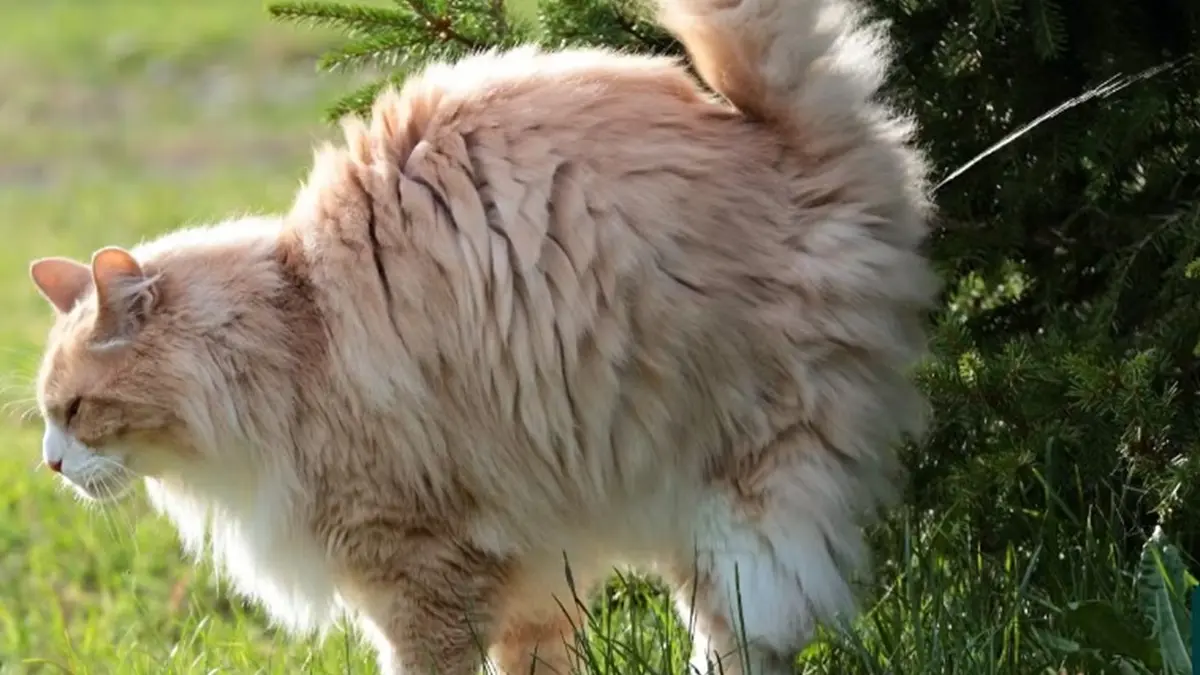 Penyebab Kucing Jantan Sering Kencing Sembarangan dan Cara Mengatasinya