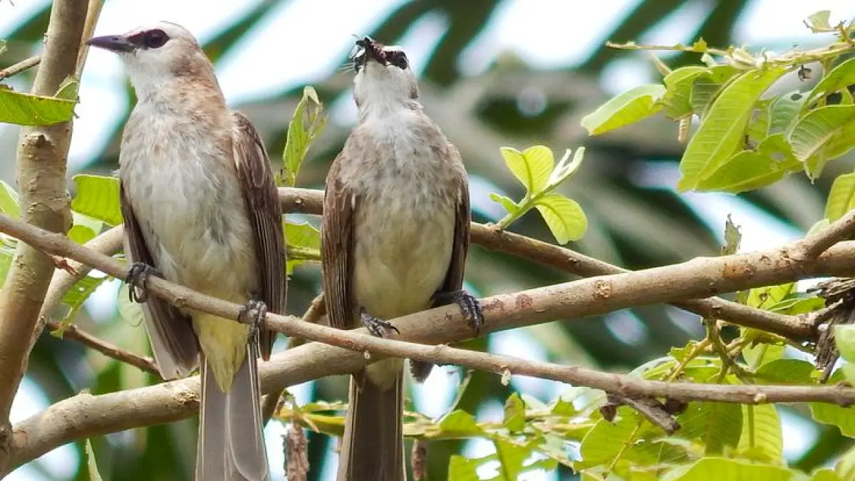 Burung Trucuk