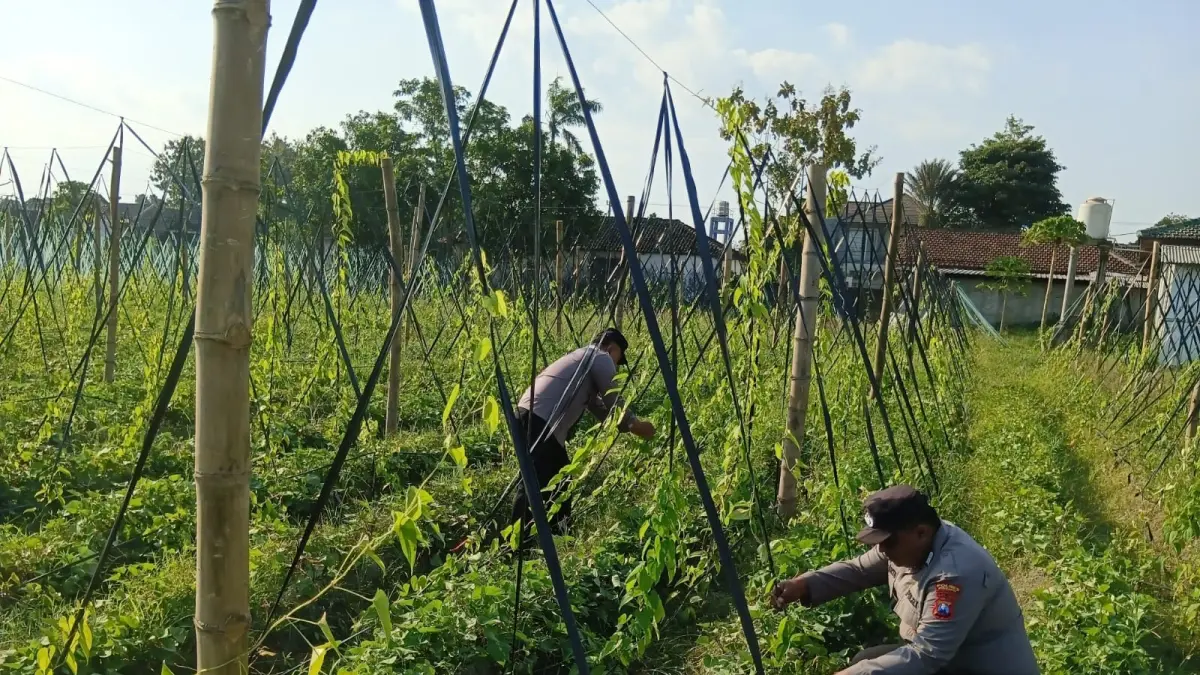 Polsek Wates lakukan pendampingan uwi ungu untuk ketahanan pangan. 