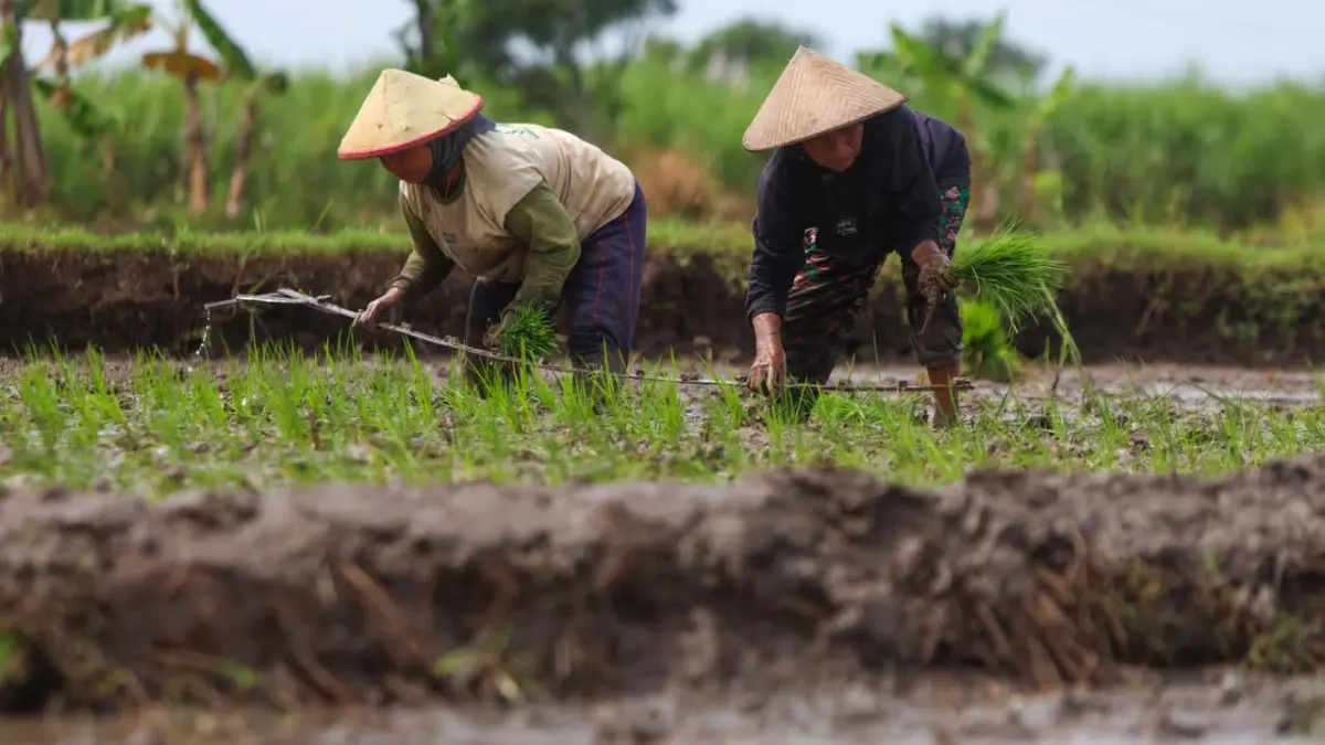 Ilustrasi petani. (Foto Wahyu Adji)