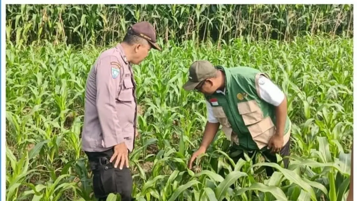Polisi lakukan pendampingan tani. 