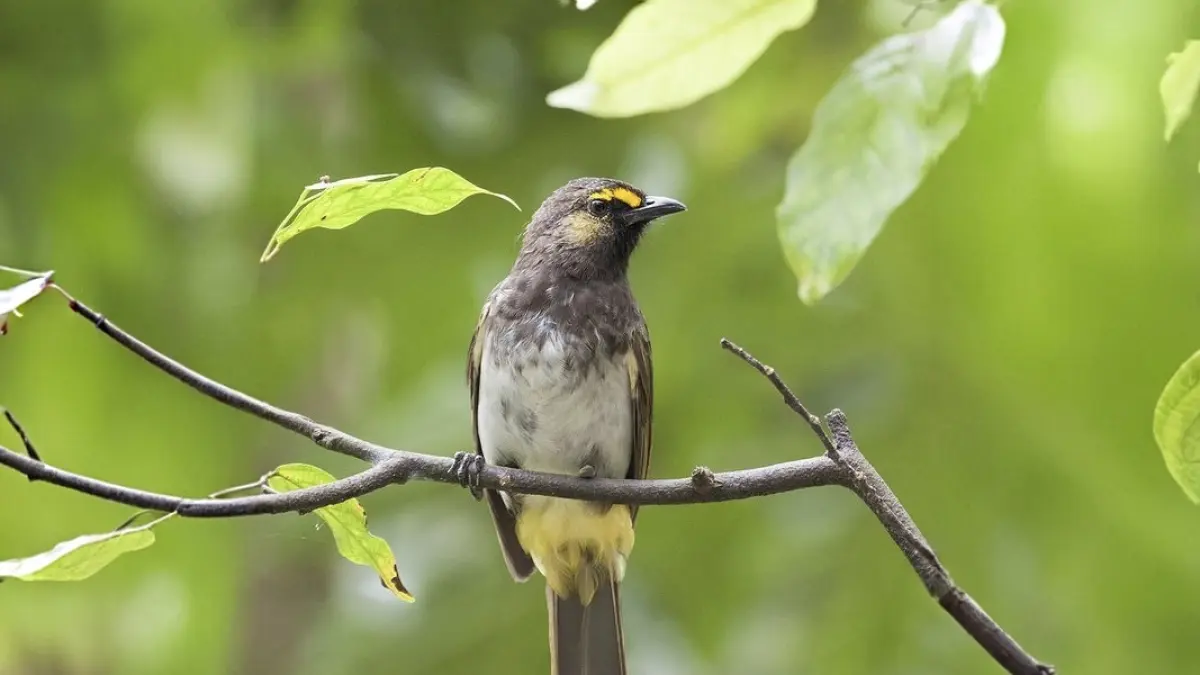 Burung Cucak Wilis