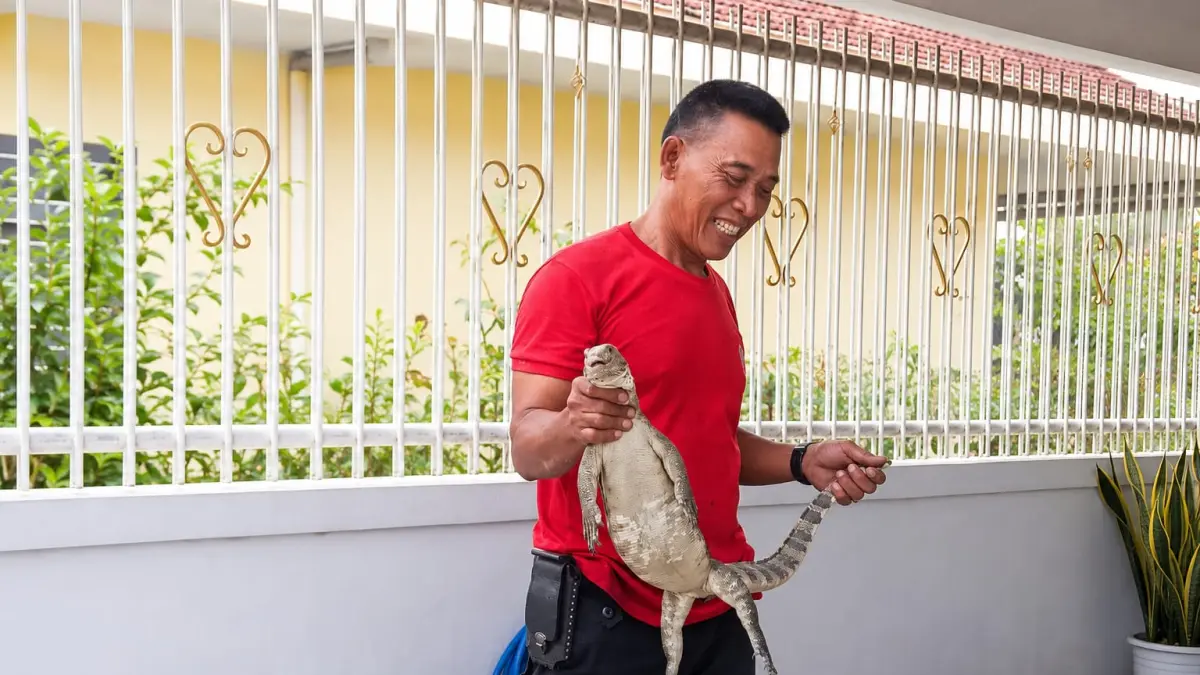 Damkar saat berhasil lakukan evakuasi biawak dari plafon warga.