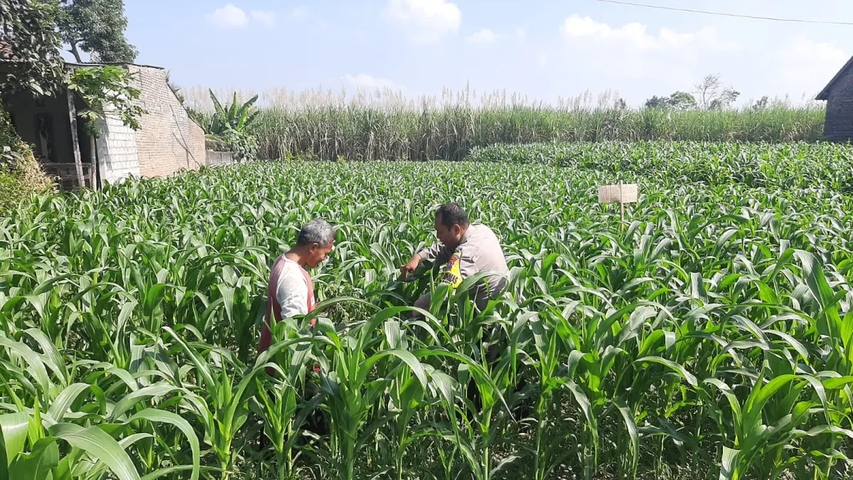 Polsek Plosoklaten bantu pantau penanganan jagung sebelum panen.
