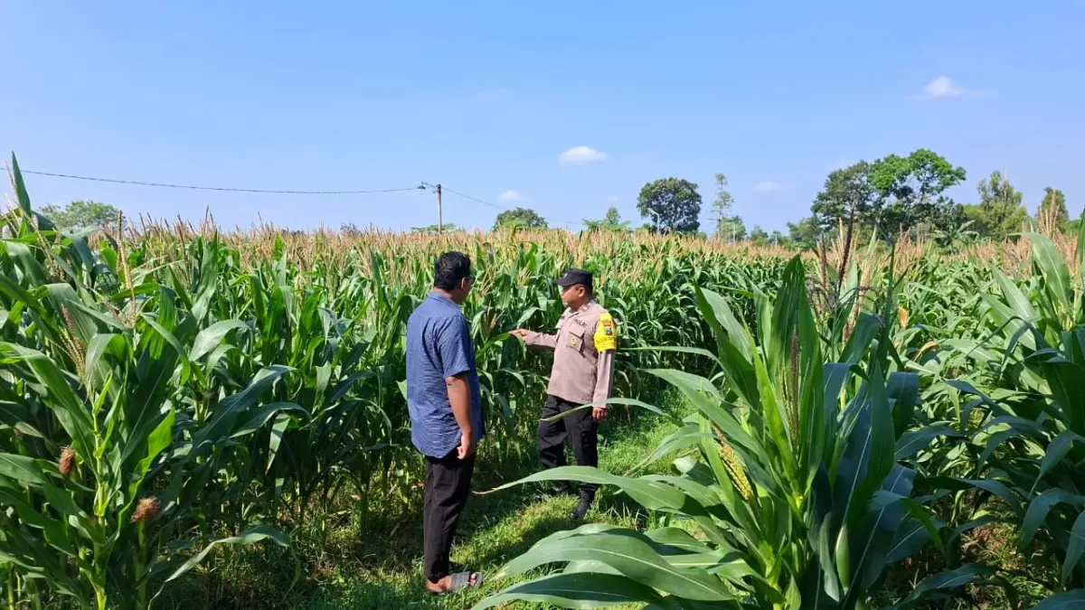 Petugas kepolisian lakukan pemantauan di sawah petani. 