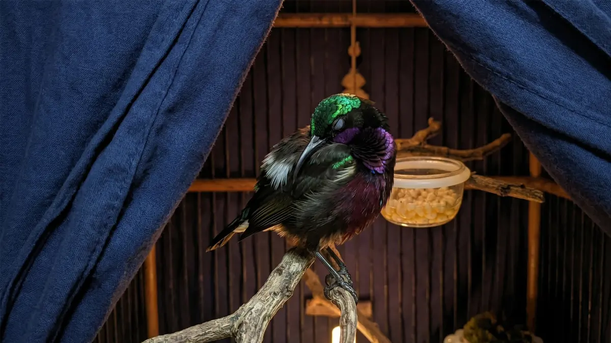 Burung Konin disangkar yang dikerodong