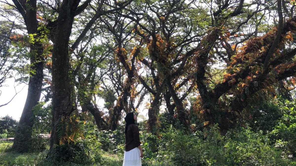 Pengunjung mengamati hutan pohon trembesi yang ada di Kecamatan Ngancar (Diana Yunita/JPRK) &nbsp;