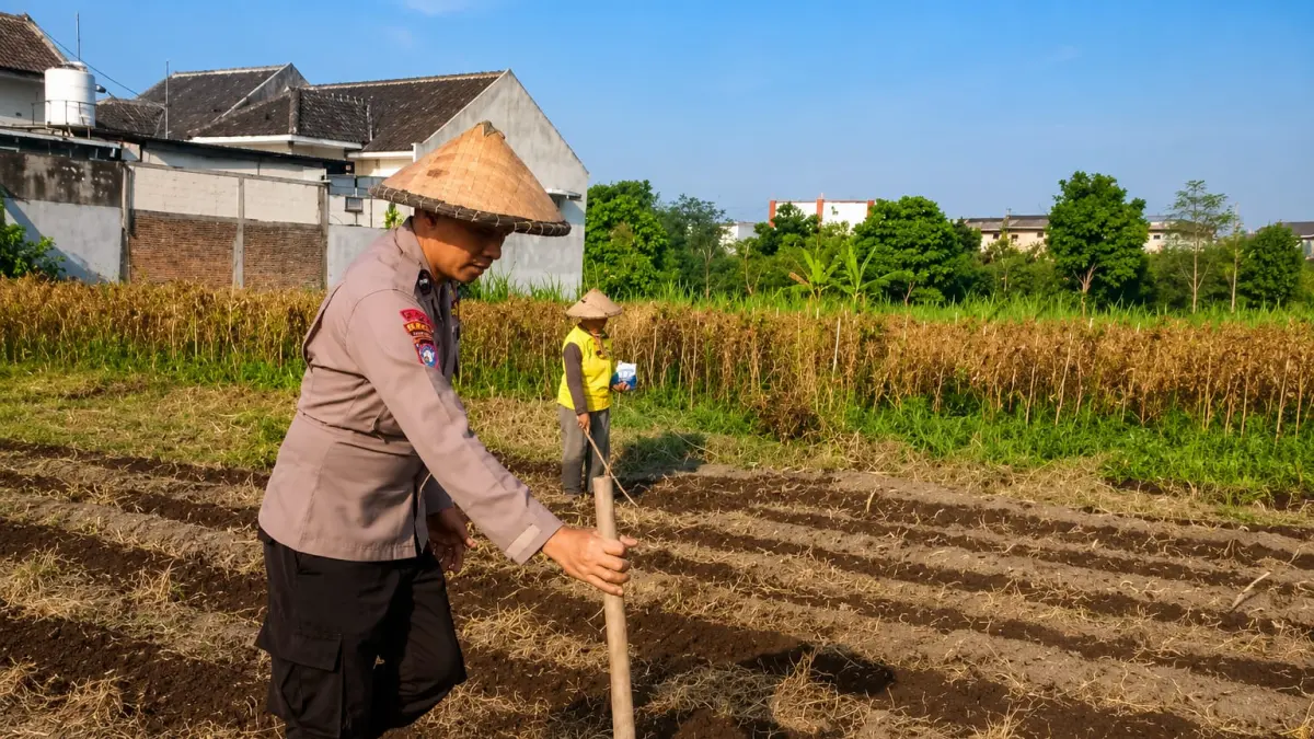 Polisi membantu petani dalam menanam jagung. 