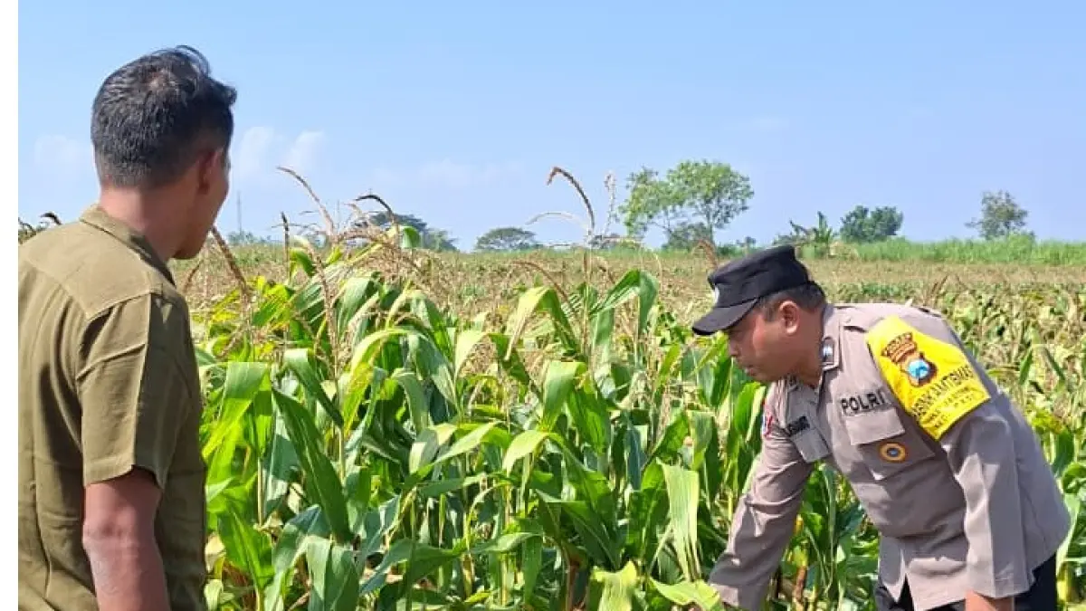 Anggota Polsek Pagu ketika mendampingi petani. 
